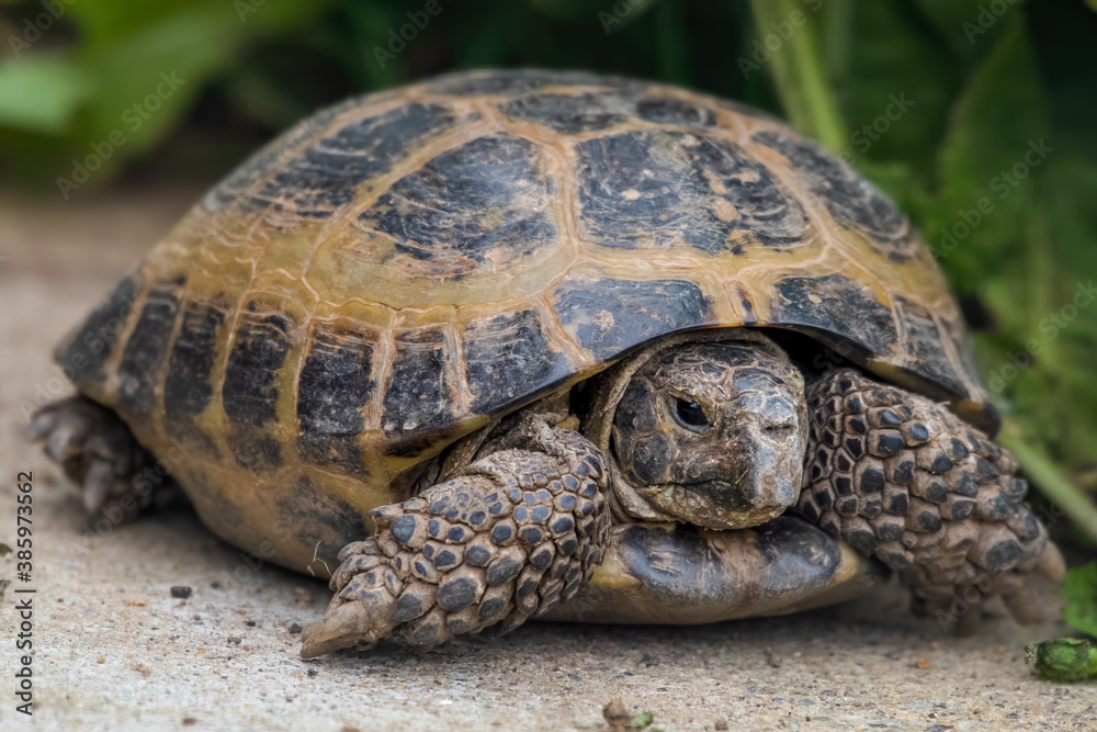Small Tortoise on a Garden Path Small Tortoise on a Garden Path