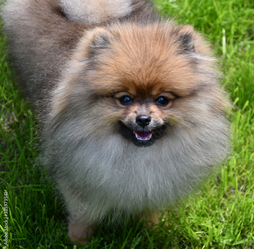 A young dog of the Pomeranian spitz breed stands on a green lawn