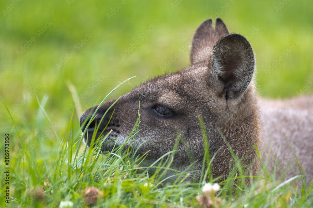 bennett's wallaby Close Up Resting on Grass