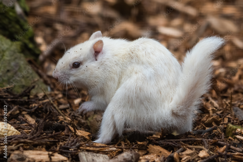 Albino Chipmunk Playing on the Ground Albino Chipmunk Playing on the Ground