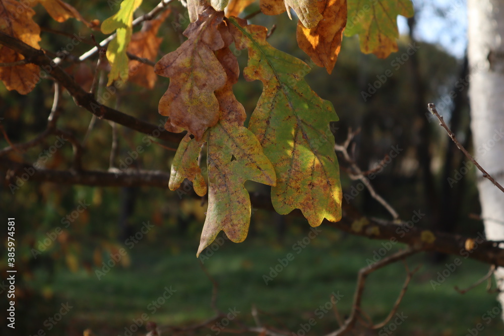 Fototapeta premium autumn leaves on a tree