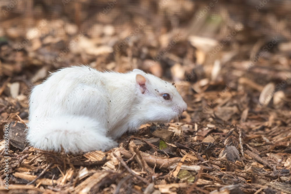 Albino Chipmunk Playing on the Ground Albino Chipmunk Playing on the Ground
