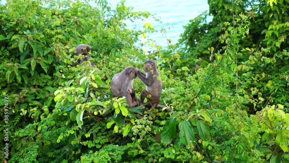 Wild monkey family in the rainforest near city Da Nang, Vietnam. Wild monkeys in the nature Wild monkey family in the rainforest near city Da Nang, Vietnam. Wild monkeys in the nature