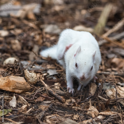 Albino Chipmunk Playing on the Ground