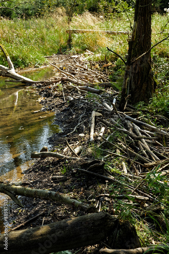 Beaver dam and trees fallen because of beavers activity on Ropa river in Beskid Niski, Poland, Europe.
