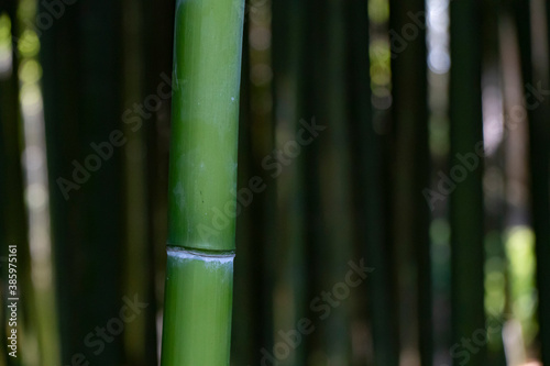 Fototapeta Naklejka Na Ścianę i Meble -  Bamboo Forest Trees Nature Concept in Italy