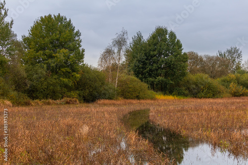 Swamped high grass on pond edge with trees. Czech landscape