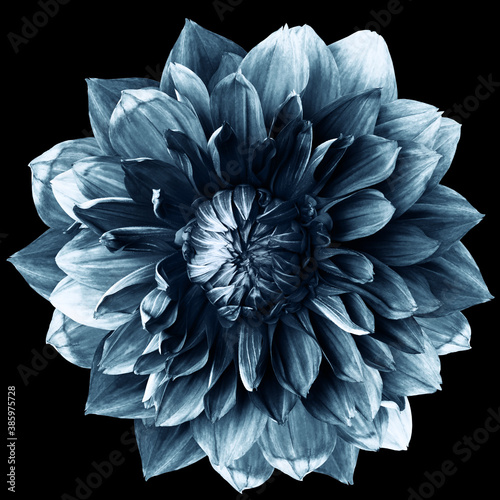 gray dahlia. Flower on black isolated background with clipping path. For design. Closeup. Nature.