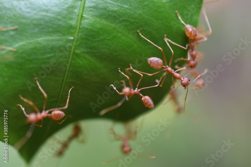 Red ant nest building