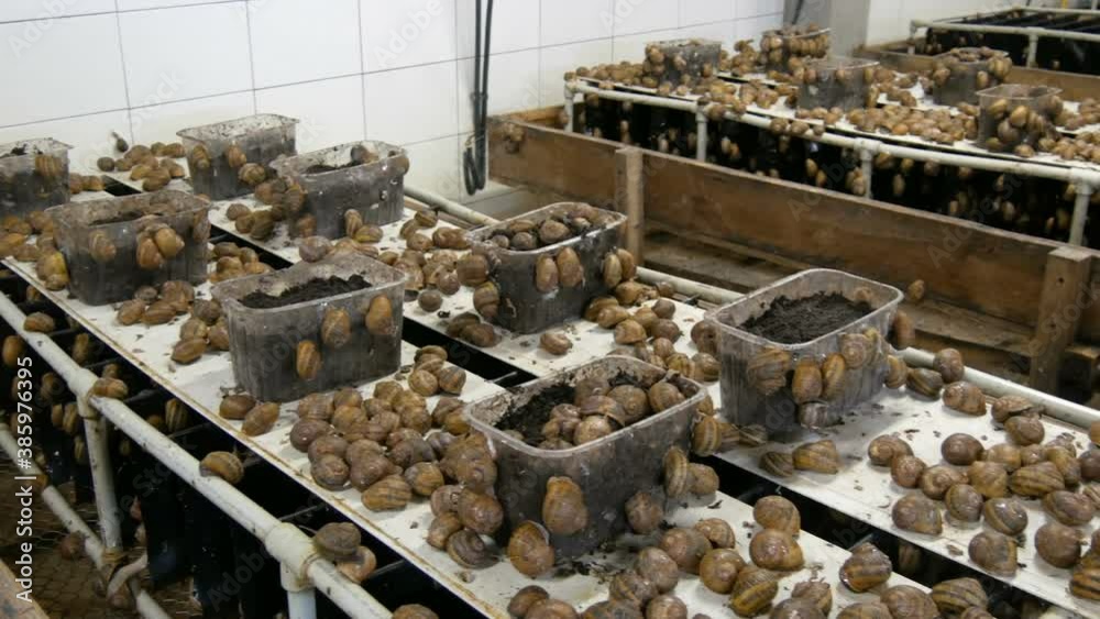 Cold chamber for the number of snails on a snail farm, a delicacy with a lot of healthy protein and useful mucus in cosmetology. Snails crawling on the ground and boxes. Cold chamber for the number of snails on a snail farm, a delicacy with a lot of healthy protein and useful mucus in cosmetology. Snails crawling on the ground and boxes.