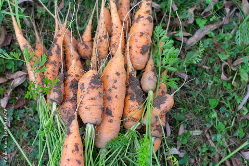 Fresh carrots with tops on the ground. Harvest carrots in your own garden.
