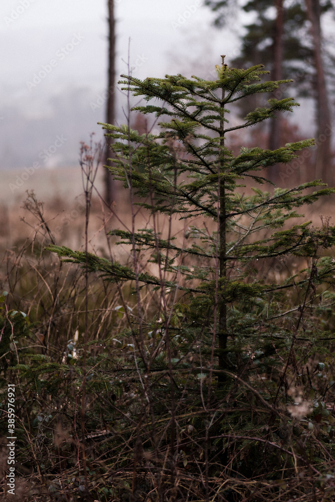 Junge Fichte im Wald, regnerisch