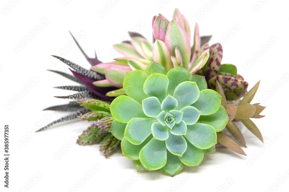 Mix of green and pink echeveria succulent plant arrangement on white  background Stock-Foto | Adobe Stock