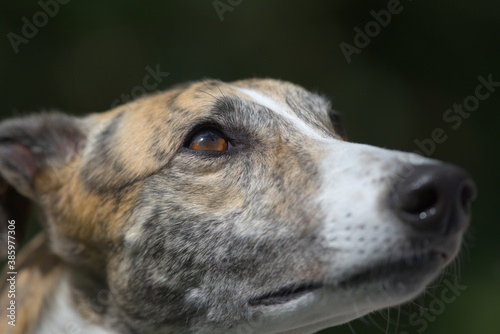 Full frame close up face of a pet adopted greyhound dog. Brilliant eye