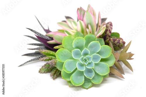 Mix of green and pink echeveria succulent plant arrangement on white background