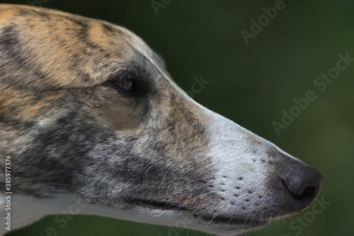 Super close up side profile of greyhounds face and head.