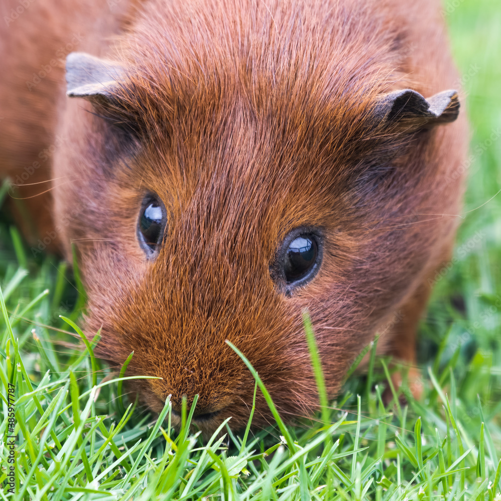 Fototapeta premium Cute Brown Guinea Pig Playing on Grass
