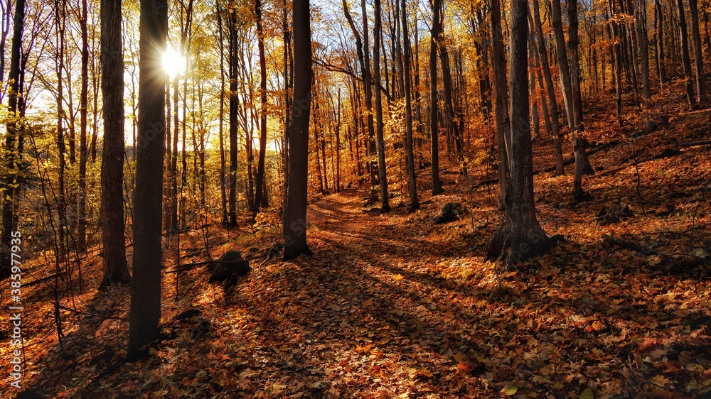 Obraz premium autumn in the forest