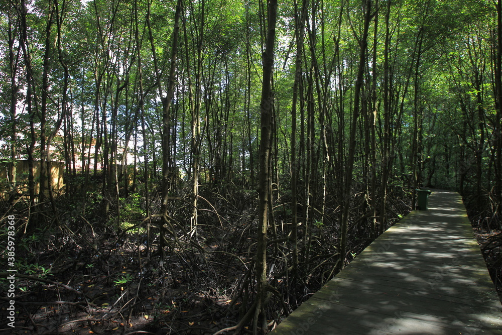 Obraz premium Proboscis monkeys are long-nosed monkeys with reddish brown hair and are one of two species in the genus Nasalis. Proboscis monkeys are endemic to the island of Borneo which is famous for its mangrov