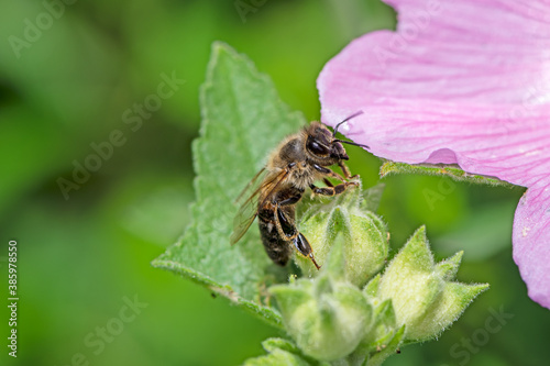 Honeybee collecting nectar on a flower blossom © manfredxy