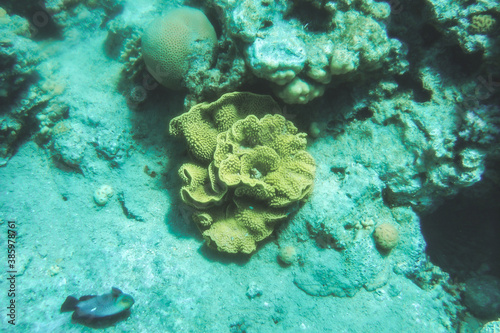 coral reef in the sea