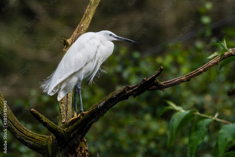 Little Egret Standing in a Tree
