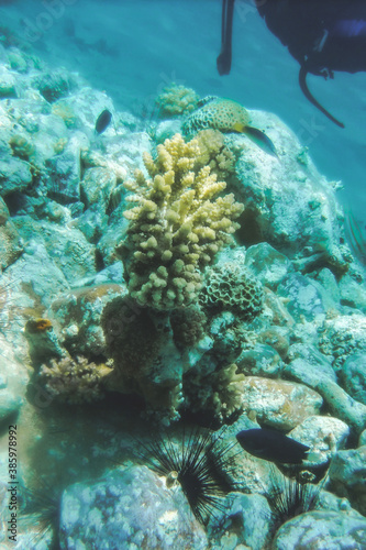 coral reef in the sea © Tanya