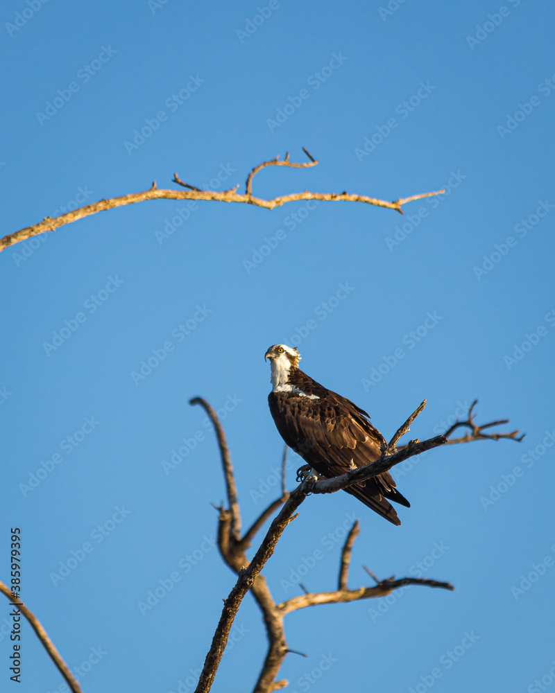 An Osprey, or fishhawk, hunts for prey from Peanut Island in West Palm Beach, Palm Beach County, South Florida An Osprey, or fishhawk, hunts for prey from Peanut Island in West Palm Beach, Palm Beach County, South Florida