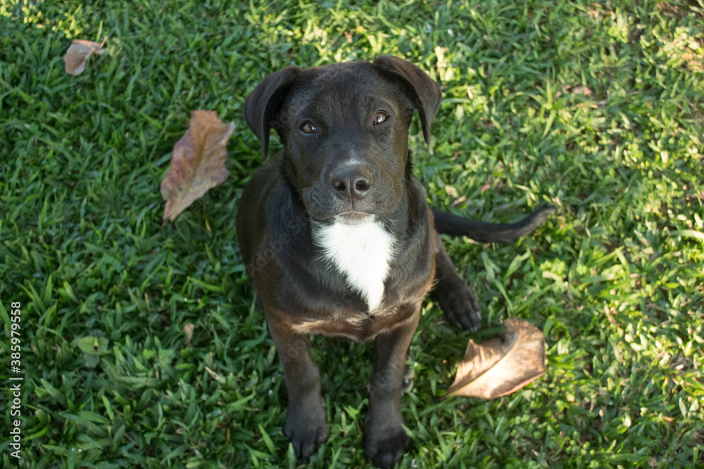 Mixed Dog Rotweiller/Cimarron Mixed Dog Rotweiller/Cimarron