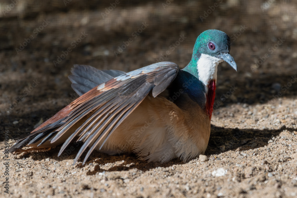 Bleeding Heart Dove on the Ground Enjoying the Heat from the Sun Bleeding Heart Dove on the Ground Enjoying the Heat from the Sun