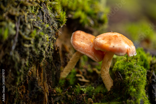 Couple of red capped mushrooms leaning against each other growing among a moss forest floor