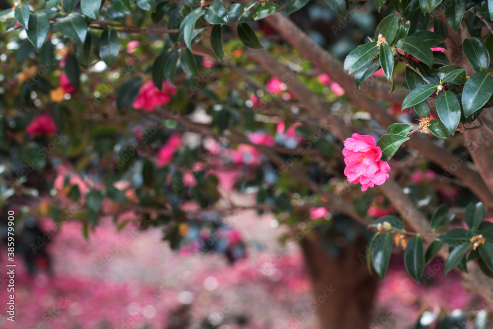 Blooming Camellia flowers of Jeju Island, Korea
Blooming Camellia flowers of Jeju Island, Korea