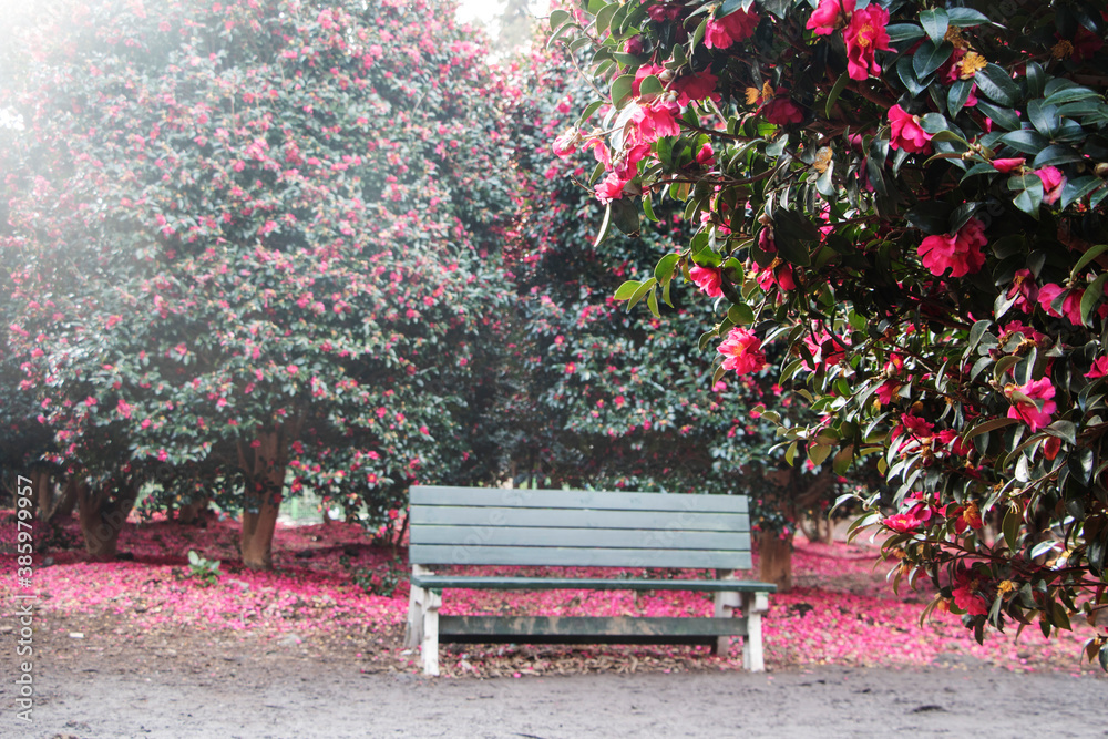 Blooming Camellia flowers of Jeju Island, Korea
Blooming Camellia flowers of Jeju Island, Korea