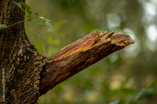 Colourful branch sticking out of a tree trunk with dark brown bask with out of focus blurred green fresh forest in the background