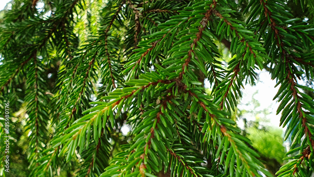 Green background with fir branches Green background with fir branches