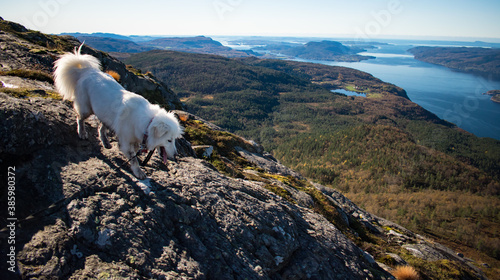 Samoyed husky on mountain top overlooking Fjord in Preikestolen-Stavanger Norway