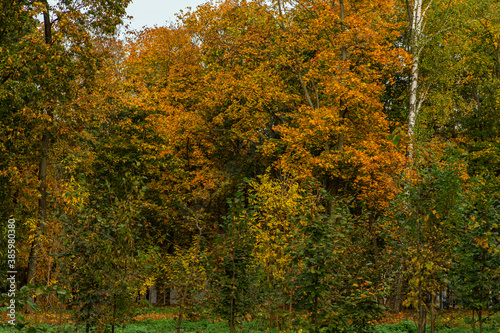 autumn trees in the park