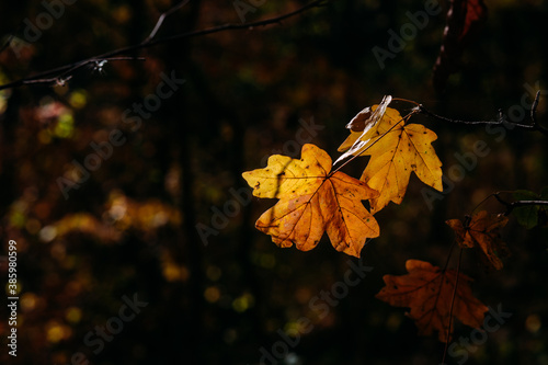 Yellow Maple Leaf Branch Autumn Atmosphere Forest