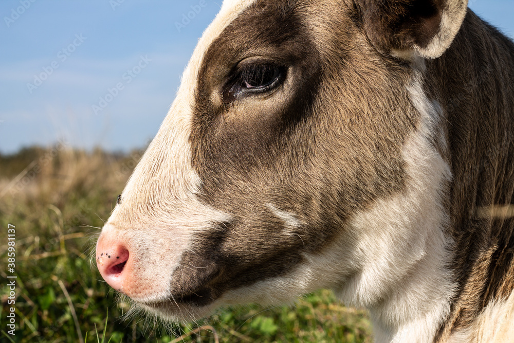 Little calf. The smallest and cutest calf in the herd. Symbol of 2021 - Bull. Little calf. The smallest and cutest calf in the herd. Symbol of 2021 - Bull.