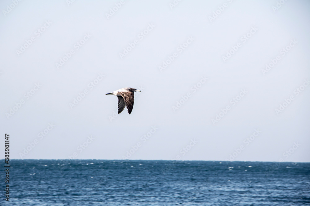 seagull over sea  in  Jeju Island, Korea
