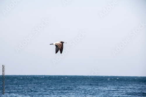 seagull over sea  in  Jeju Island  Korea 