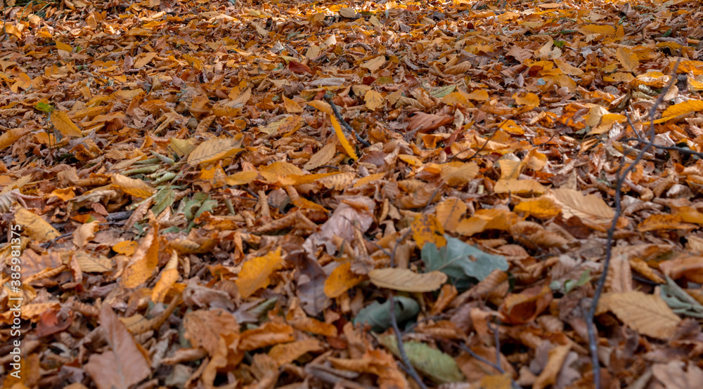 Fallen leaves in the autumn forest