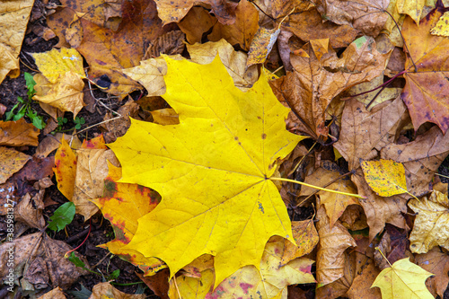 yellow leaves