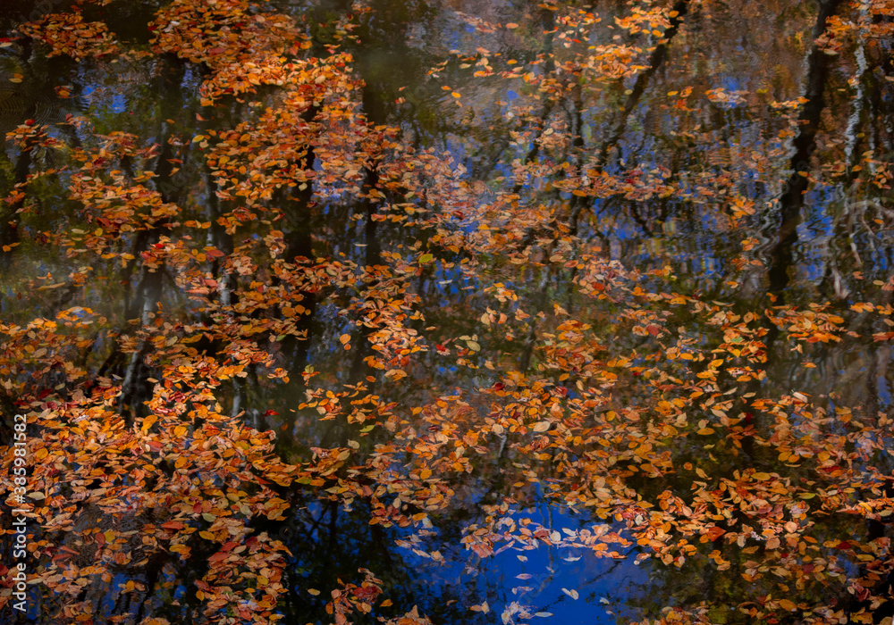Naklejka premium Fallen autumn leaves in the river