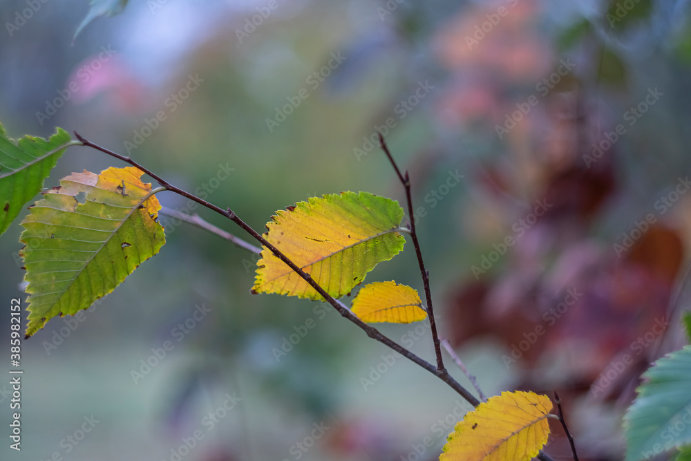 Obraz premium Autumn yellow leaves on a cloudy rainy day.