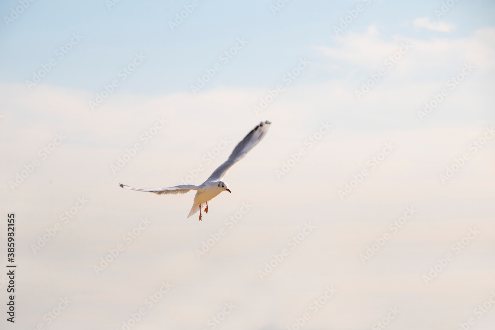 Seagull flying in the blue sky
