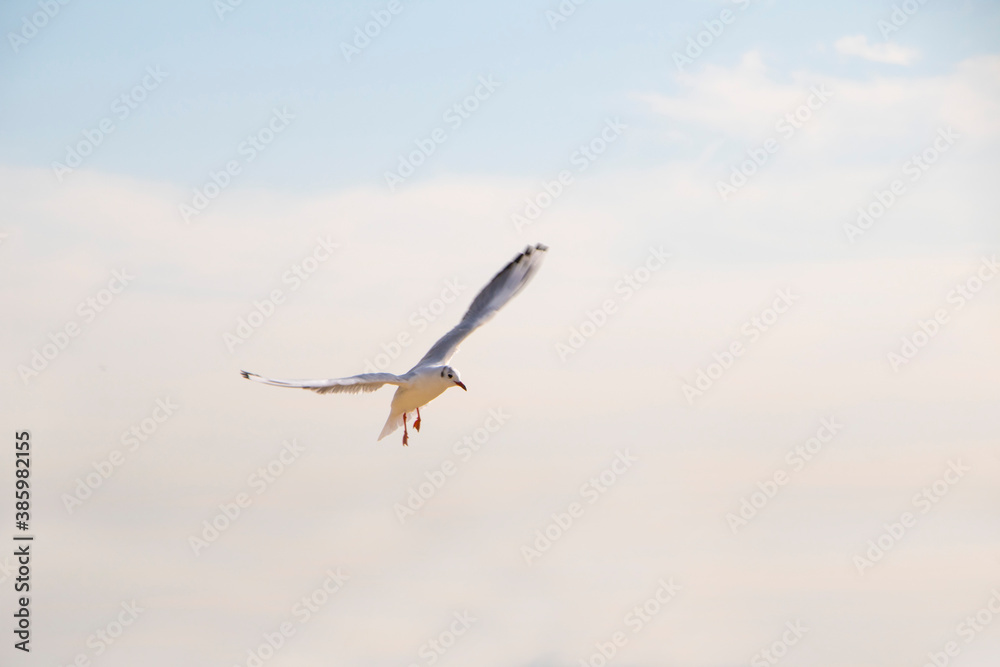 Obraz premium Seagull flying in the blue sky 