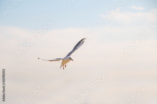 Seagull flying in the blue sky 