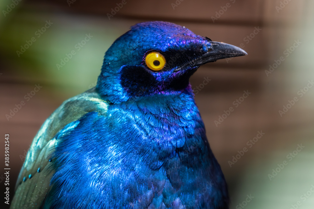 Purple Glossy Starling Close Up Portrait Purple Glossy Starling Close Up Portrait
