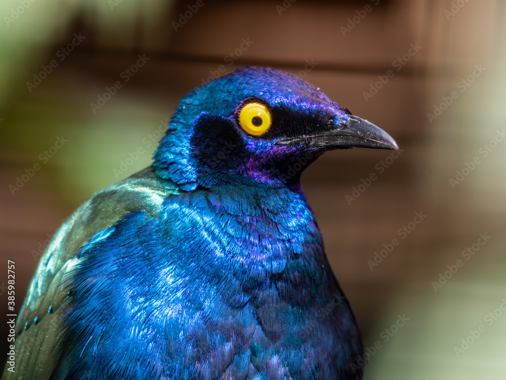 Purple Glossy Starling Close Up Portrait Purple Glossy Starling Close Up Portrait